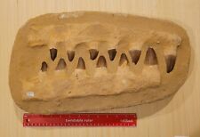 26.3 POUNDS Huge 18 Inch Mosasaurus Dinosaur Fossil Jaw Bone With Giant Teeth picture