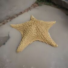 Huge Nearly 13” Real Giant Dried Raised Starfish Nautical Sea Ocean Beach Decor picture