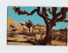 Postcard Joshua Trees On The Desert, the Southwest picture
