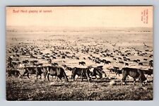 Billings MT- Montana, Beef Herd Grazing At Sunset, Antique, Vintage Postcard picture