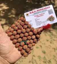 LAB CERTIFIED Rare 7 Mukhi RUDRAKSHA Rudraksh Mala ROSARY 108+1 Prayer Beads picture
