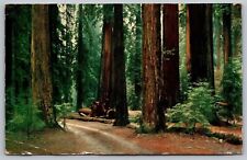 California Redwoods Sequoia Sempervirens Coast Range Cancel 1956 PM VNG Postcard picture