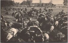 Vintage 1940s NEW JERSEY Postcard Turkeys 