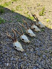 Set of 5 roebuck skull roe deer skull antlers taxidermy shamanic healing picture