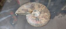 Very old frame Natural Ammonite fossil Fossil conch quartz crystal picture