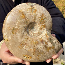 4.84LB Rare natural Natural conch fossil specimens of Madagascar picture