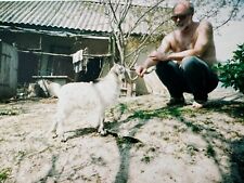 2000s Vintage Photo Shirtless Adult Man White Little Goat picture