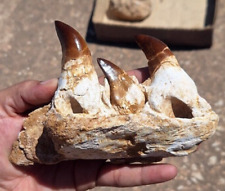 Unveiling the Ancient Predator Discover the Majestic Mosasaur Jaw from Morocco picture