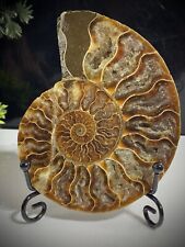 Large 13cm L, 416 Million Old Ammonites Super High Quality Crystal Fossil 13cm picture