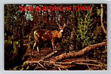 IA-Iowa, General Greetings, Antique, Vintage Souvenir Postcard picture