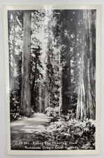 Postcard OR Among The Towering Giant Redwoods Oregon Coast Hwy Sawyer RPPC UP picture