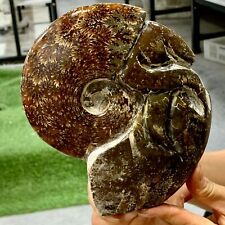 2.6LB Rare Natural Tentacle Ammonite FossilSpecimen Shell Healing Madagascar picture