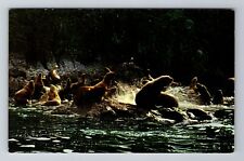Kodiak Island AK-Alaska, Cape Chiniak, Alaskan Sea Lions, Vintage Postcard picture