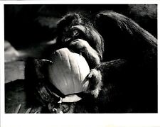 LAE2 Original Photo ORANGUTAN EATING PUMPKIN GREAT APE HALOWEEN TREAT ZOO ANIMAL picture