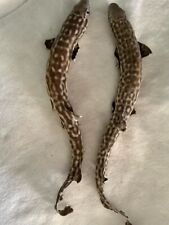 Vintage pair  Real BABY Shark RARE Specimen Taxidermy Wall Sculpture W/FREE SHIP picture