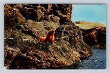 Kodiak Island AK- Alaska, Sea Lion, Antique, Vintage Souvenir Postcard picture