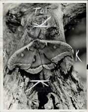 1950 Press Photo Polyphemus Moth Perches on Tree - lra81695 picture