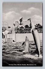Marineland FL-Florida, Feeding Time Marine Studios, Antique Vintage Postcard picture