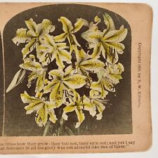 Matthew 6:28 Bible Quote Stereoview c1895 Consider Lilies Sermon Mount Art H1203 picture