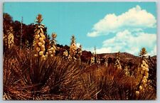Postcard Yuccas In Bloom Southwest Mexico July Desert Flower Chrome Vintage picture