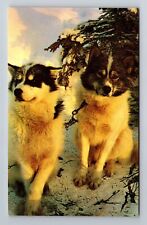 Alaskan Husky Sled Dogs Posed To Rest, Antique Vintage Souvenir Postcard picture