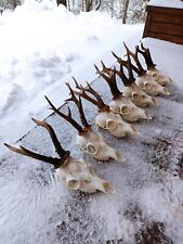 Set of 7 Large roe deer skull and antlers, taxidermy, shamanic healing gothic picture