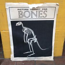 30 Vtg McGraw-Hill Book Co 17” X 22” Cardboard SKELETAL-BONES Pictures Very Good picture
