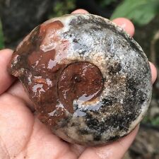 164G AMAZING RARE Whole Permian BLACK Ammonite Fossil CALCITE mollusca Timor picture