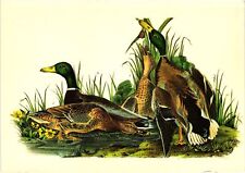 Vintage Postcard 4x6- Mallard ducks picture