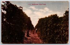 Postcard I - 15 Northwest Hop Field Posted ca 1909 picture