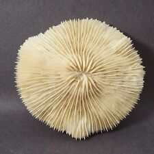 Vtg Natural White Coral Slipper Mushroom Fossil Approx 6