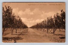 Artesia NM-New Mexico, Apple Orchard on C.A.P. Ranch, Vintage c1910 Postcard picture