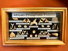 20-Million-Year-Old African Phosphate Fossils Mounted in a wood display case FS picture