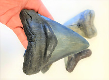 5 1/2 INCH REAL MEGALODON SHARK TOOTH BIG EXTINCT AUTHENTIC NATURAL TEETH MEG picture