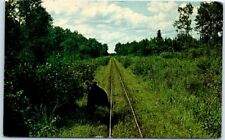 Black bear along the tracks of the Toonerville Valley - McMillan, Michigan picture