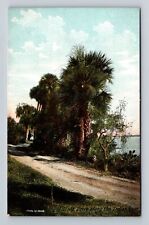 FL-Florida, Scenic Drive along the Indian River, Antique Vintage Postcard picture
