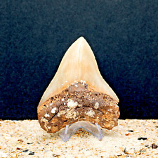 Authentic MEGALODON Shark Tooth Fossil All Natural picture