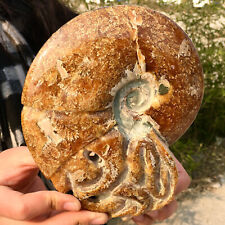 2.16LB  Rare Natural Tentacle Ammonite FossilSpecimen Shell Healing Madagascar picture