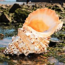 Large Natural Frog Shell Conch Seashell Rare Real Beach Home Deco 4-5