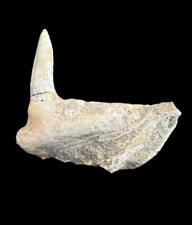 Great Prehistoric Treasure: Top quality Rooted Enchodus Tooth, Enchodus tooth picture