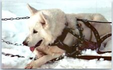 Postcard - Alaskan Sled Dog picture