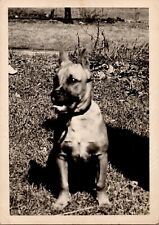 Vtg Found B&W Photo 1950 Dog Pet Retro Animal Canine Outdoors K9 picture