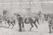 NEWCASTLE, TYNE. farm show. Thoroughbred stallions 1887 old antique print picture