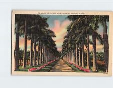 Postcard Lane of Stately Royal Palms in Tropical Florida USA picture