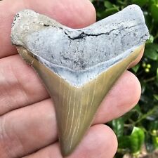 Lee Creek Chubutensis Shark Tooth Fossil Aurora North Carolina Not Megalodon picture