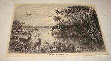 1880 magazine engraving ~ A VIEW ON ST JOHN'S RIVER, Florida picture