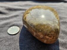 Hand polished Petoskey Stone, 16.95oz Hexagonaria Semi precious, fossil picture