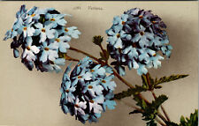 Verbena Floral Divided Back Antique C:1907-1915 Flower Postcard  picture