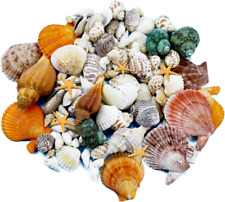 135 PCS Mini Sea Shells Mixed Beach Seashells Starfish, Colorful Various Sizes picture