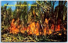 Postcard - Burning Cane before Harvest - Hawaii picture